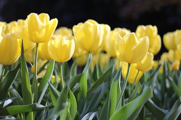 Flores para a páscoa: Seis dicas para presentear e compor arranjos florais para a data
