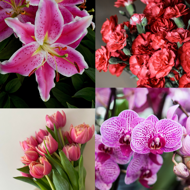 5 Flores que Representam Amor Além das Rosas
