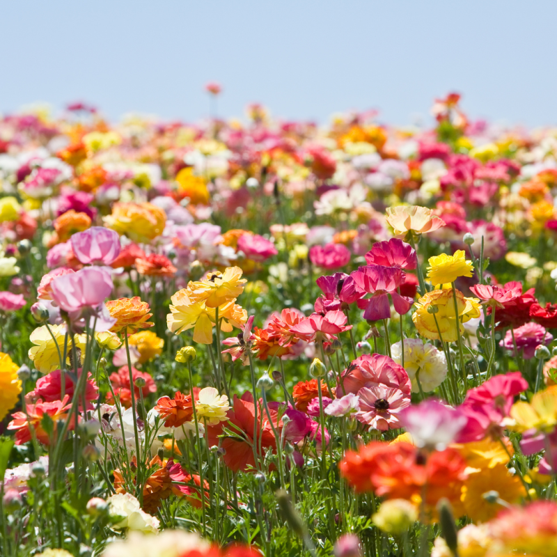 Flores e Sustentabilidade