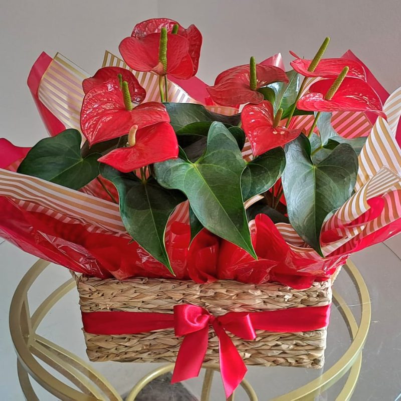 Presentear com Flores no Natal: Emoção, Tradição e Afeto